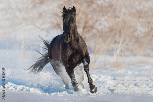 Fototapeta Naklejka Na Ścianę i Meble -  Balck horse run gallop in snow field 