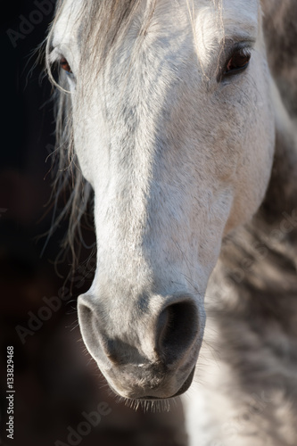 Grey horse close up portrait in motion with long mane