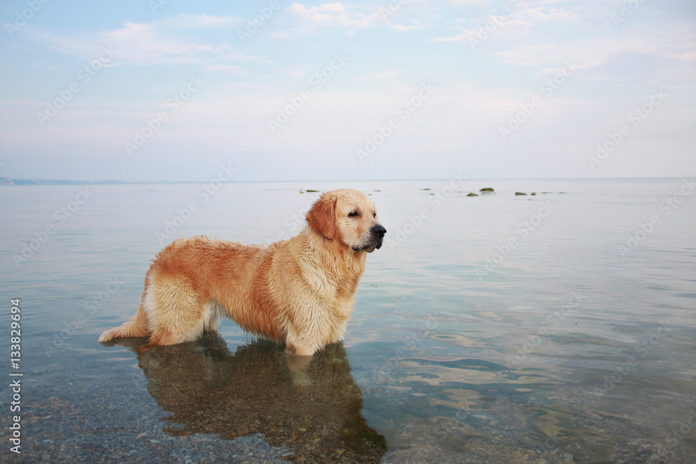 A beautiful golden retriever standing in the seawater on the beach A beautiful golden retriever standing in the seawater on the beach