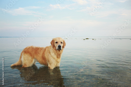 A beautiful golden retriever standing in the seawater on the beach