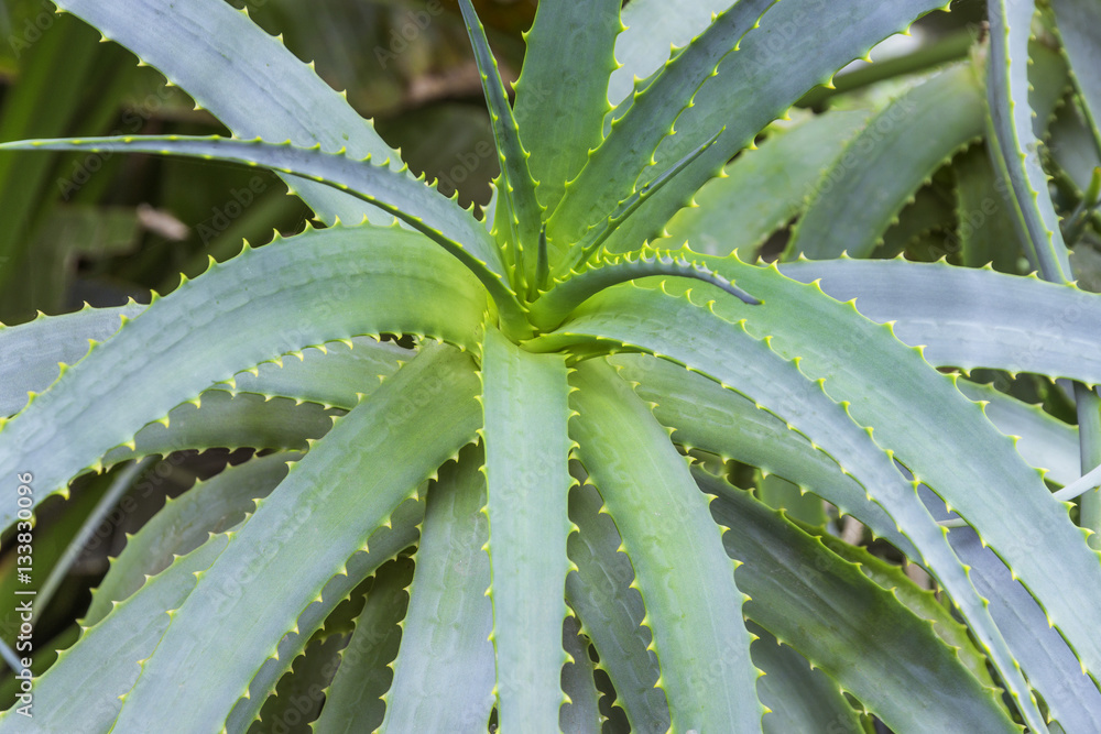Closeup of vibrant healthy aloe vera plant Closeup of vibrant healthy aloe vera plant