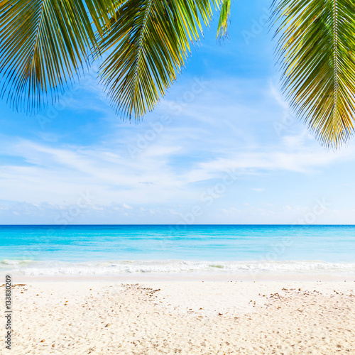 Tropical beach background, sand, palms
