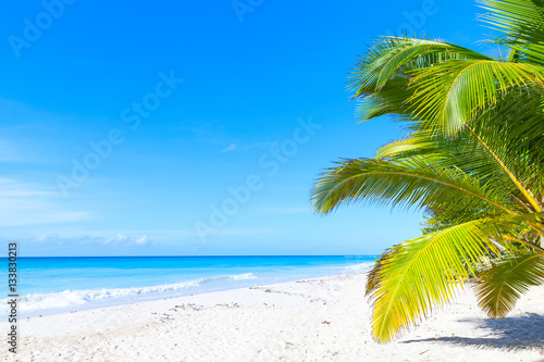 Palms grow on white sandy beach
