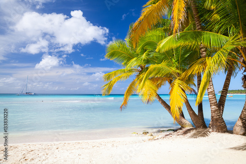 Fototapeta Naklejka Na Ścianę i Meble -  Coconut palms grow on sandy beach