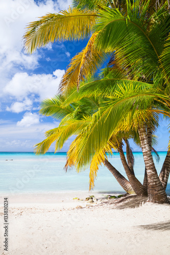 Fototapeta Naklejka Na Ścianę i Meble -  Coconut palms grow on white sandy beach