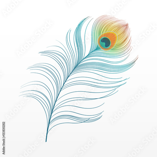 peacock plume. colorful feather vector illustration