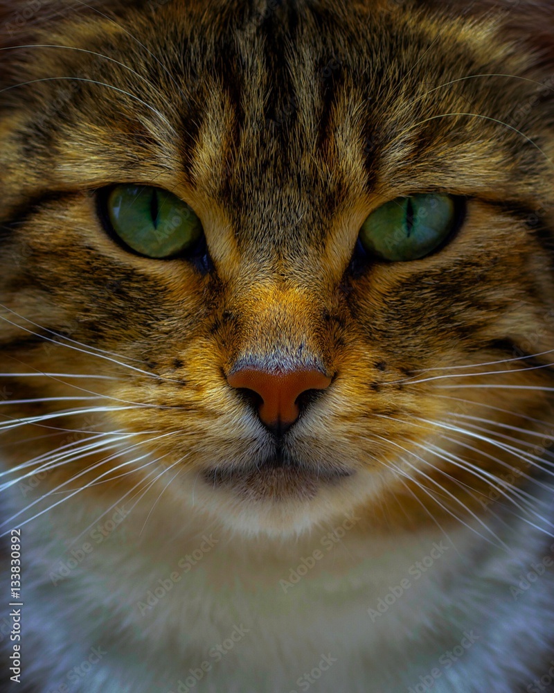 Cat Cat