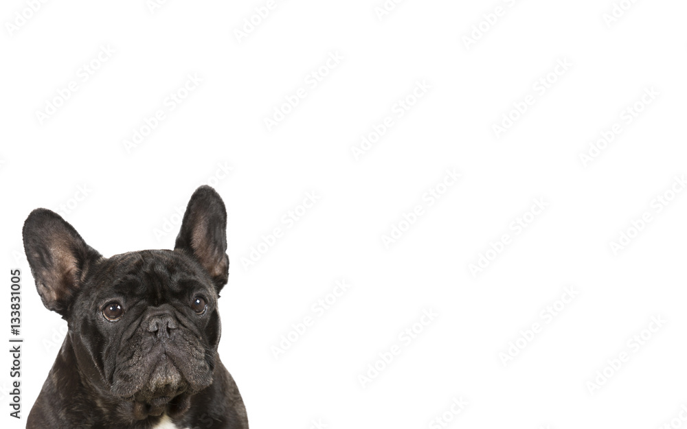 French bulldog isolated on white for copy space use. Indoor image.