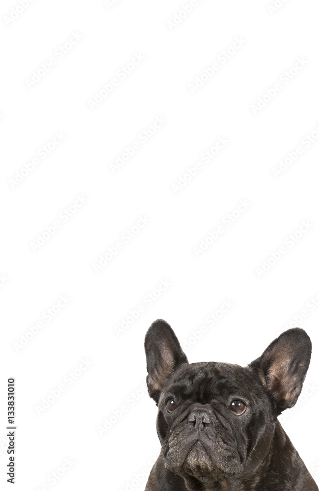 French bulldog isolated on white for copy space use. Indoor image. Vertical image.
