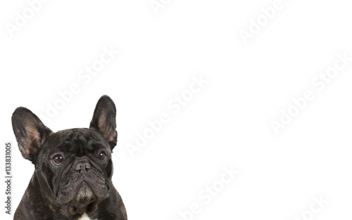 French bulldog isolated on white for copy space use. Indoor image.