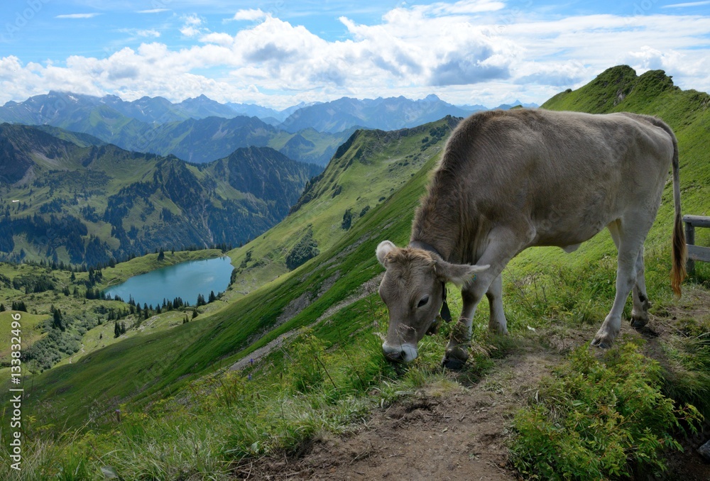 Kuh am Nebelhorn mit Blick auf den Seealpsee