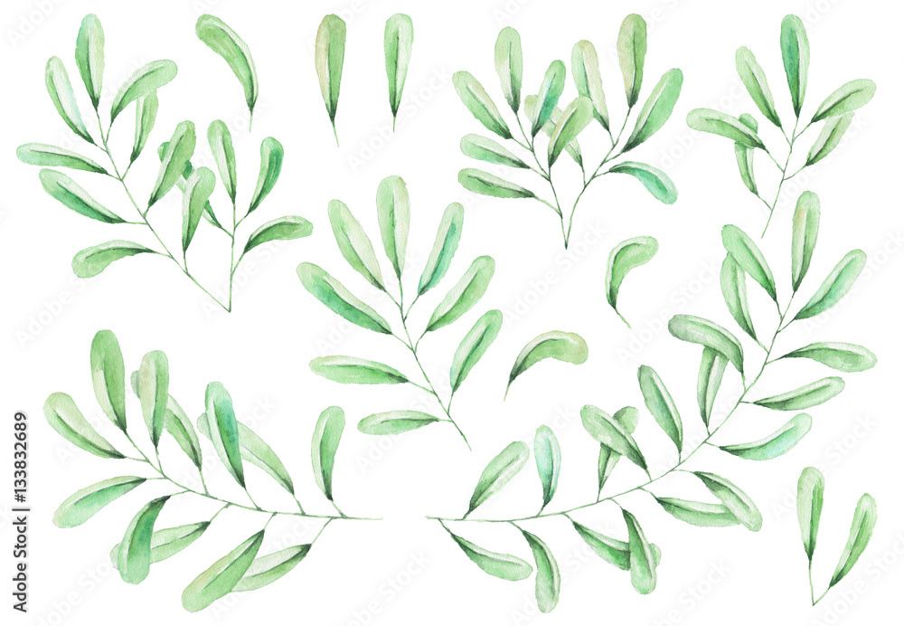 Hand painted watercolor leaves, isolated on white background