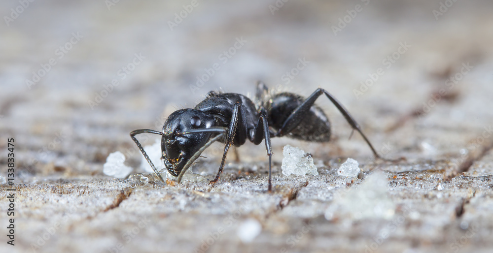 Fototapeta premium big forest ants on old wood