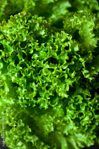 Background of fresh lettuce leaves.