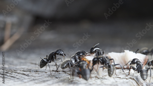 big forest ants on old wood © vadim_fl