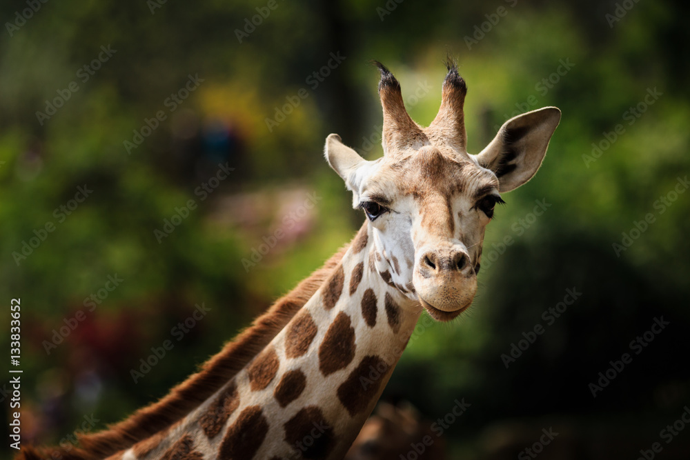 Close-up picture of a giraffe looking straight into the camera Close-up picture of a giraffe looking straight into the camera