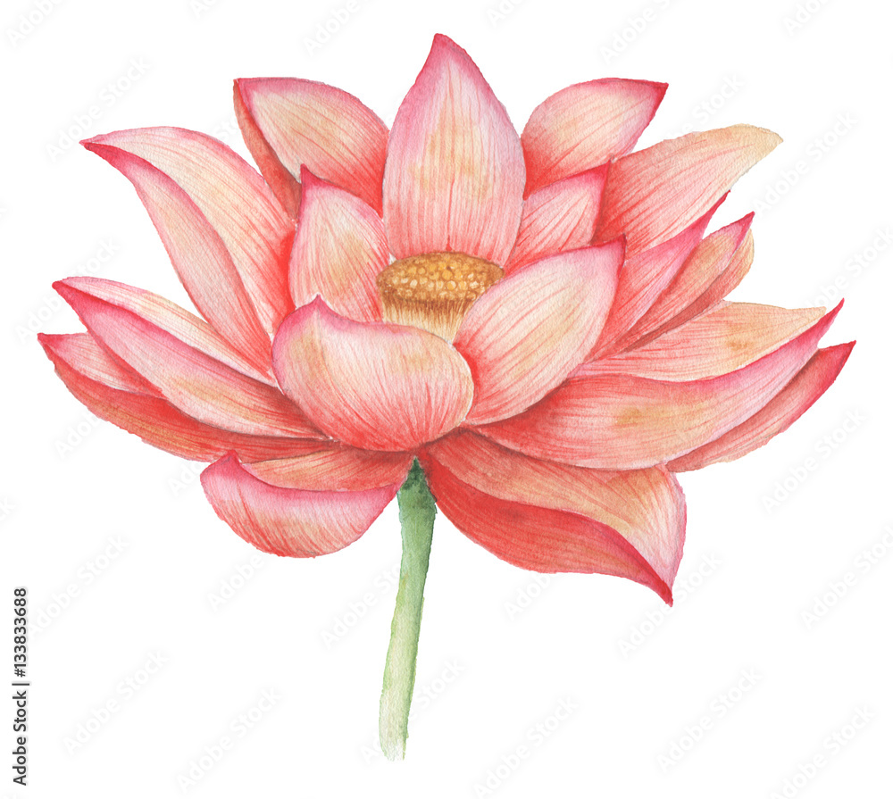 Hand painted watercolor red flower, isolated on white background Hand painted watercolor red flower, isolated on white background