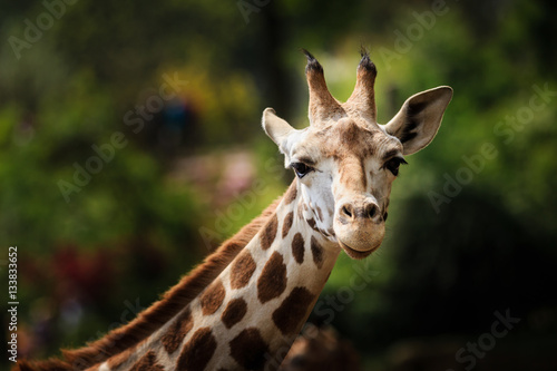 Fototapeta Naklejka Na Ścianę i Meble -  Close-up picture of a giraffe looking straight into the camera