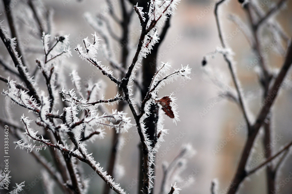Winter white frost on tree branches and leaves Winter white frost on tree branches and leaves