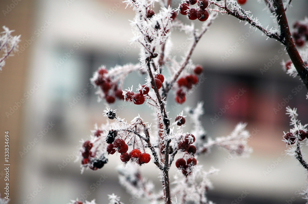 Winter white frost on tree branches and leaves Winter white frost on tree branches and leaves