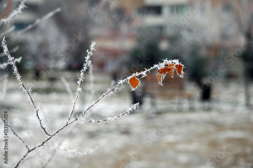 Winter white frost on tree branches and leaves