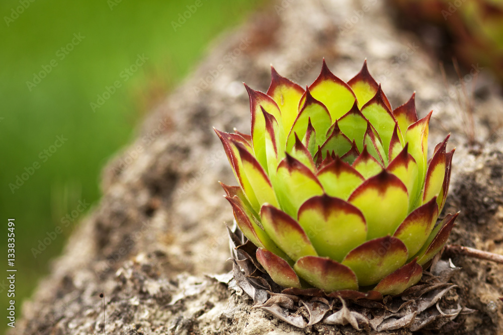 Macro of a isolated succulent plant. These fascinating plant, called Sempervivum, are members of the Crassulacaea. Ornamental plant. Bokeh.
