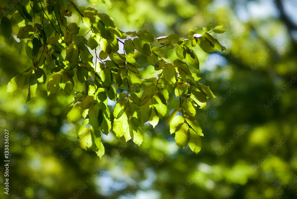 spring forest