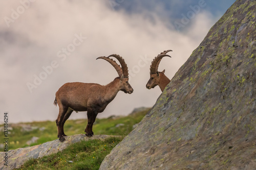 Ibex , Range of Mont-Blanc , French Alps © porojnicu