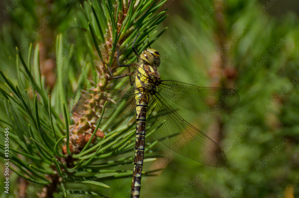 Dragonfly in a tree