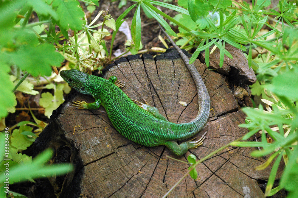 Green lizard reptile on wooden stump Green lizard reptile on wooden stump