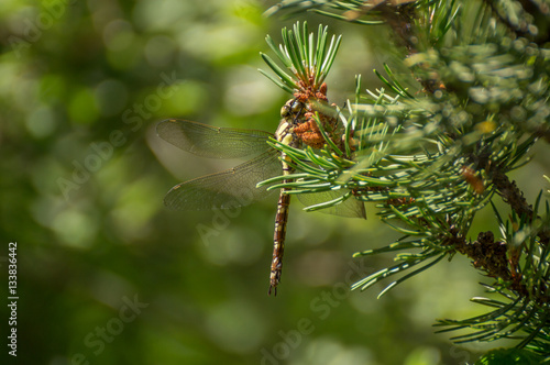 Dragonfly in a tree © darksideofpink