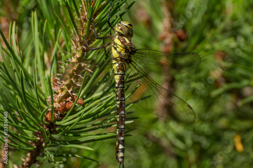 Dragonfly in a tree