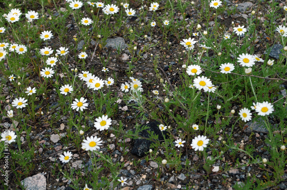 White camomile flowers and green grass White camomile flowers and green grass