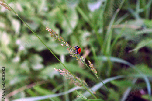 ladybird on a green leaf