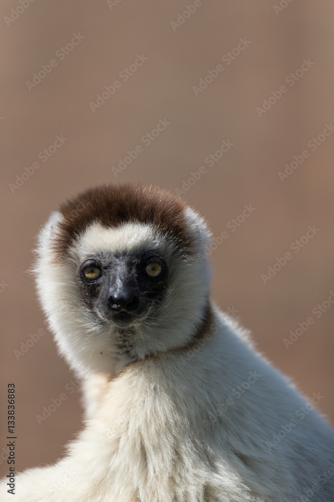 Fototapeta premium Verreaux's sifaka