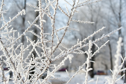 Branches covered with hoarfrost. Tree, ice and snow.