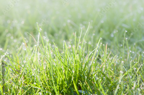 water droplets on grass, green grass with light bokeh from rain