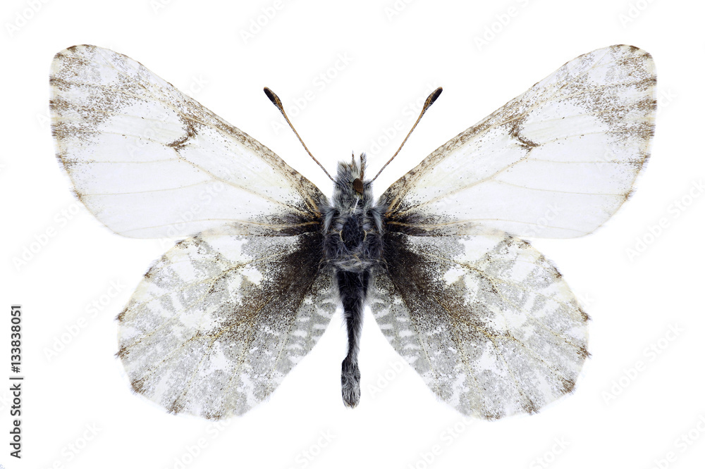 Obraz premium Butterfly Euchloe orientalis on a white background