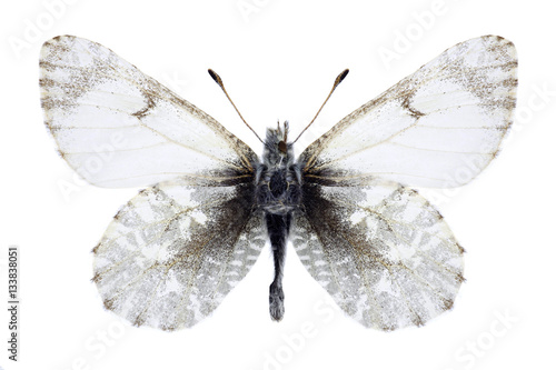 Butterfly Euchloe orientalis on a white background