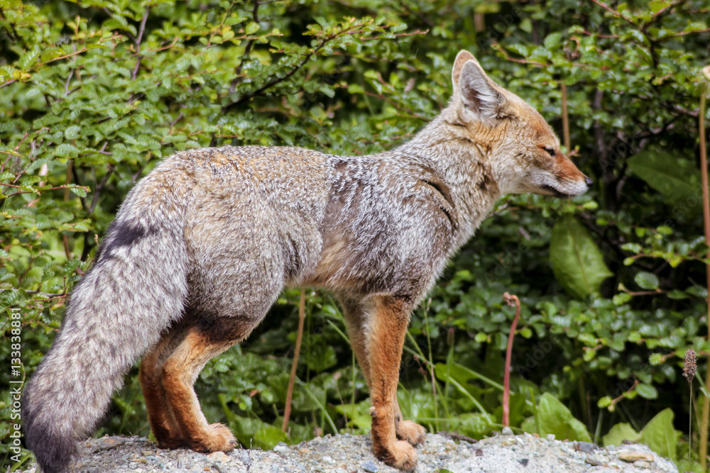 Obraz premium zorro gris patagónico (lycalopex griseus)