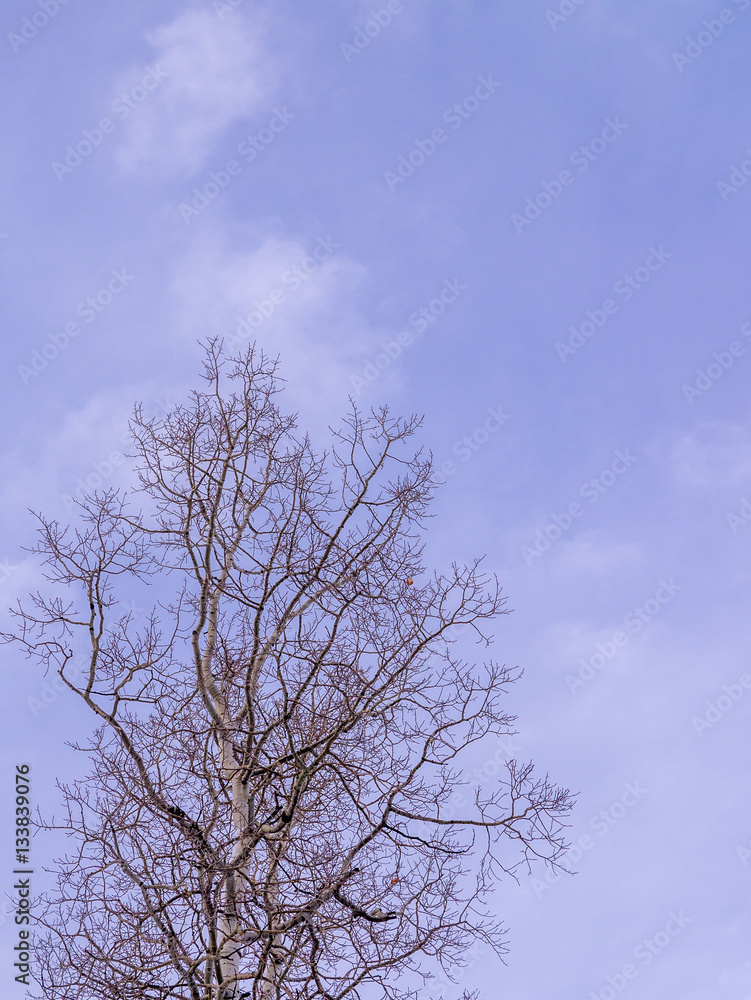 Bare Aspen Silhouette with copy space Bare Aspen Silhouette with copy space
