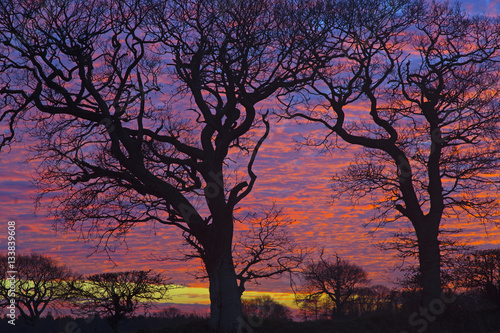 Sunset over Oaks Southrepps Norfolk UK Winter