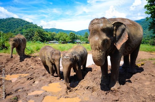 Elefanten spielen in einer Schlammpfütze