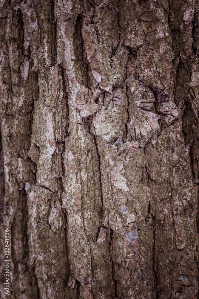 bark tree texture bark tree texture