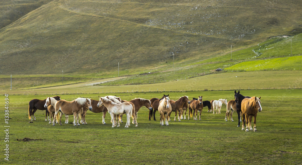 Herd of free horses in the Pian Grande (Castelluccio di Norcia), Italy