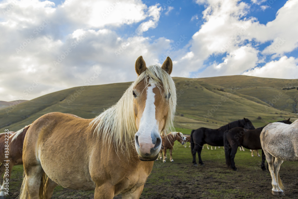 Obraz premium Herd of free horses in the Pian Grande (Castelluccio di Norcia), Italy