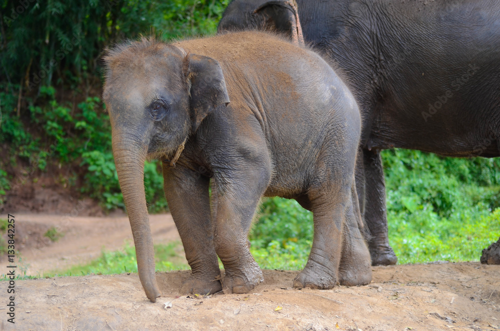 Fototapeta premium Kleiner Baby Elefant auf Wanderschaft in Thailand 