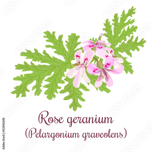 Fototapeta Naklejka Na Ścianę i Meble -  Rose Geranium or Pelargonium Graveolens. leaves and Flowers