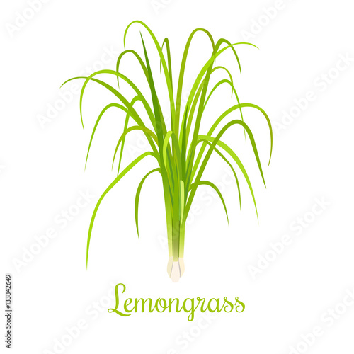 lemongrass or Cymbopogon or Citronella grass. culinary herb