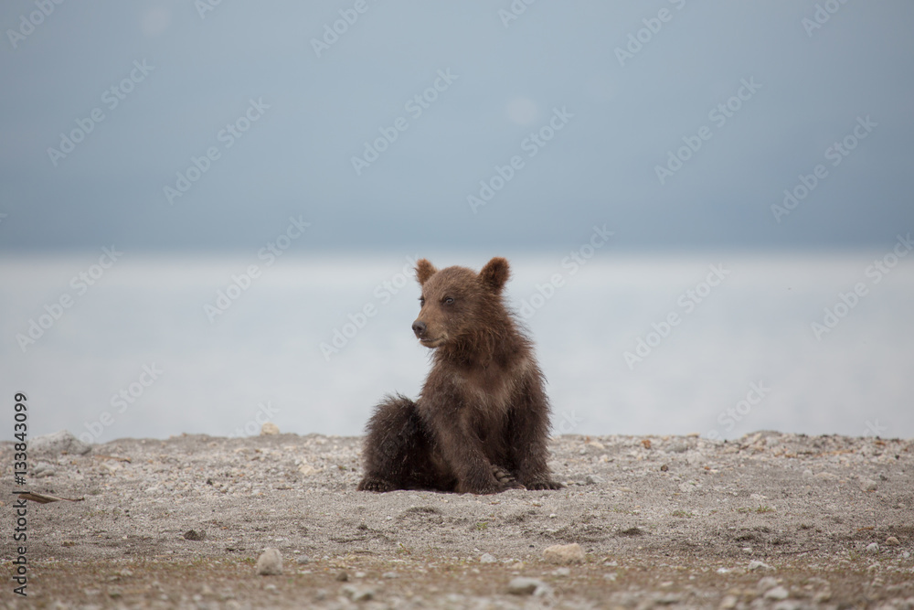 Obraz premium Small bear cub on the lake